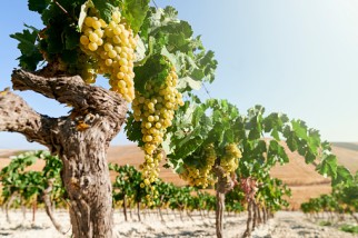 Chardonnay grapes on the vine in an orchard
