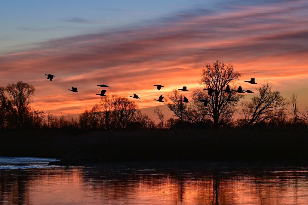 Wild geese flying in formation as the sun sets
